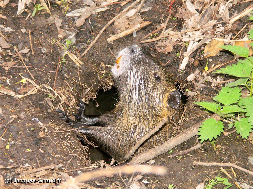 2005-04-15 13-27-37 Avril 200,0mm 1_200_eme F5,0.JPG